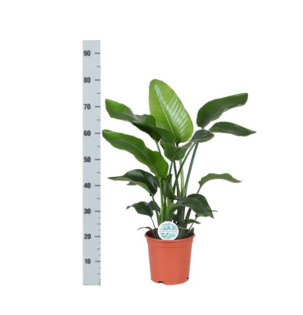 Strelitzia Nicolai - Ø21cm - ↕80cm i Vibes HVID potte