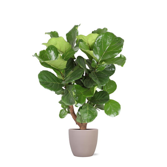 Ficus Lyrata (grenet) Ø27cm ↕130cm i Boule TAUPE gryde