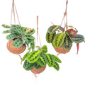 Kokodama Maranta Mix - 3 stk - Ø15cm - ↕20cm
