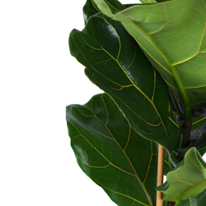 Ficus Lyrata - Ø21cm - ↕90cm