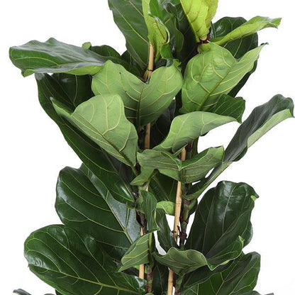 Ficus Lyrata Ø27cm ↕140cm i Albury NATURAL kurv