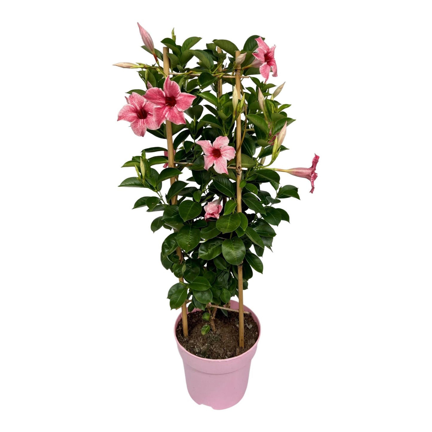 Mandevilla Sundaville Flamingo Pink In Tower (Dipladenia) - Ø19cm - ↕75cm