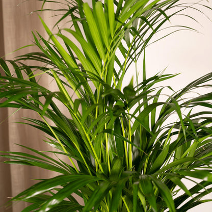 Areca-palmeplante | Areca palm | Plantepragt