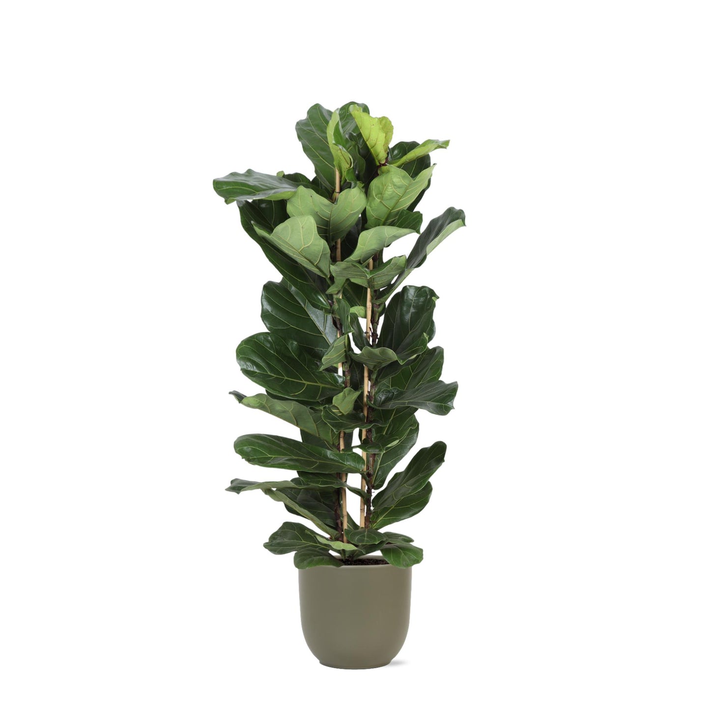 Ficus Lyrata Ø27cm ↕140cm i Boule OLIVE potte