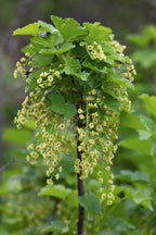 Ribes rubrum 'Jonkheer van Tets' - ↨45cm - Ø13