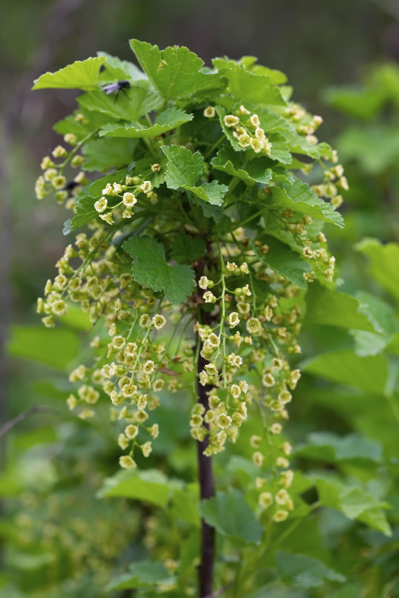 Ribes rubrum 'Jonkheer van Tets' - ↨45cm - Ø13