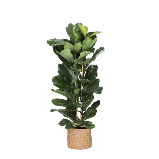 Ficus Lyrata Ø27cm ↕140cm i Albury NATURAL kurv