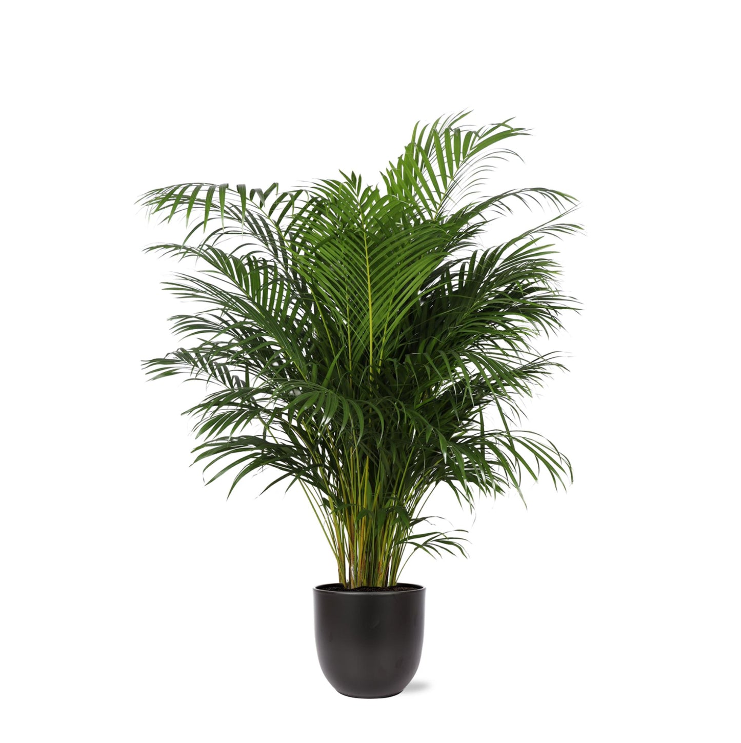 Dypsis Lutescens (Areca Palm) Ø27cm ↕160cm i Boule ANTRACIT potte