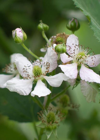 Rubus fruticosus 'Thornless Evergreen' - Thornless Blackberry