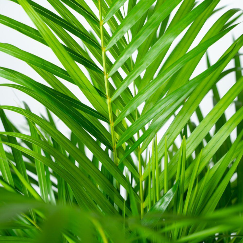 Areca palme med potte - ↨130cm - Ø24cm