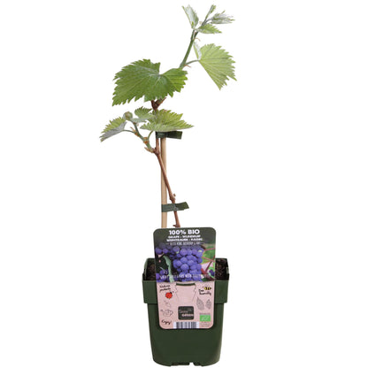 Vitis vinifera 'Boskoop Glory' - ↨45cm - Ø13