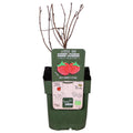 Rubus idaeus 'Malling Promise' - ↨45cm - Ø13