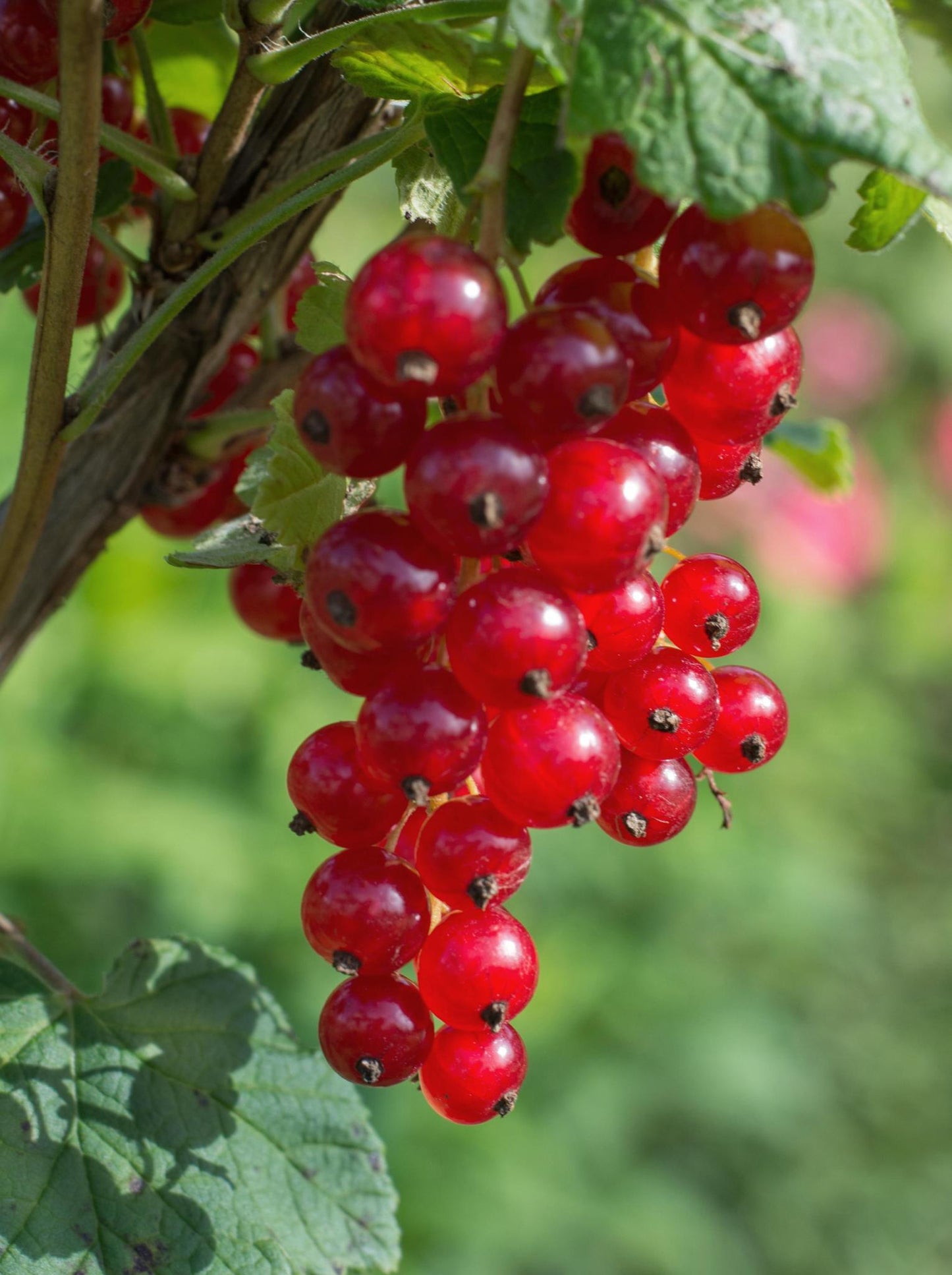 Ribes rubrum 'Jonkheer van Tets' - ↨45cm - Ø13