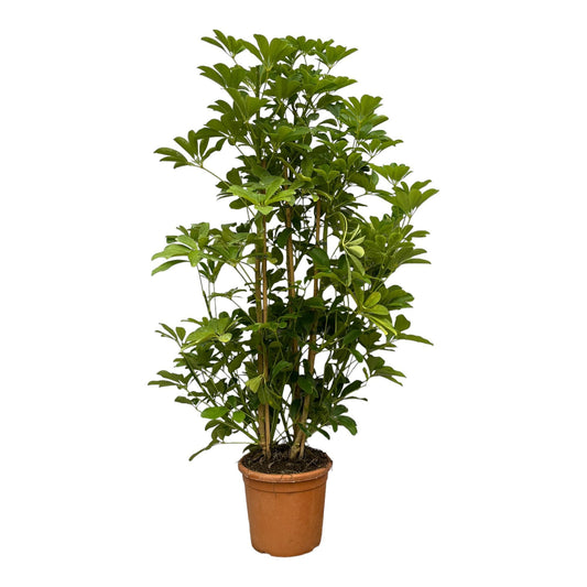 Schefflera Luseana - 140 cm - Ø30 cm