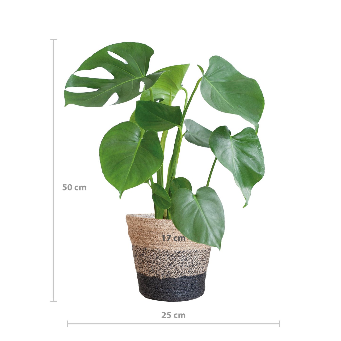 Monstera Deliciosa met Lissabon mand zwart  - 50cm - Ø17