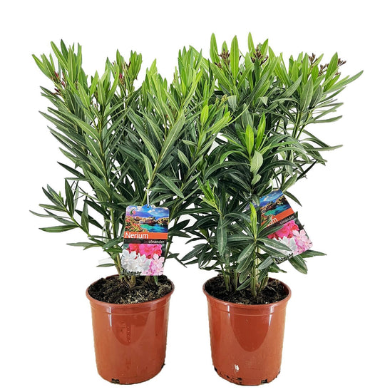 Nerium Oleander - Ø21cm - ↕80cm