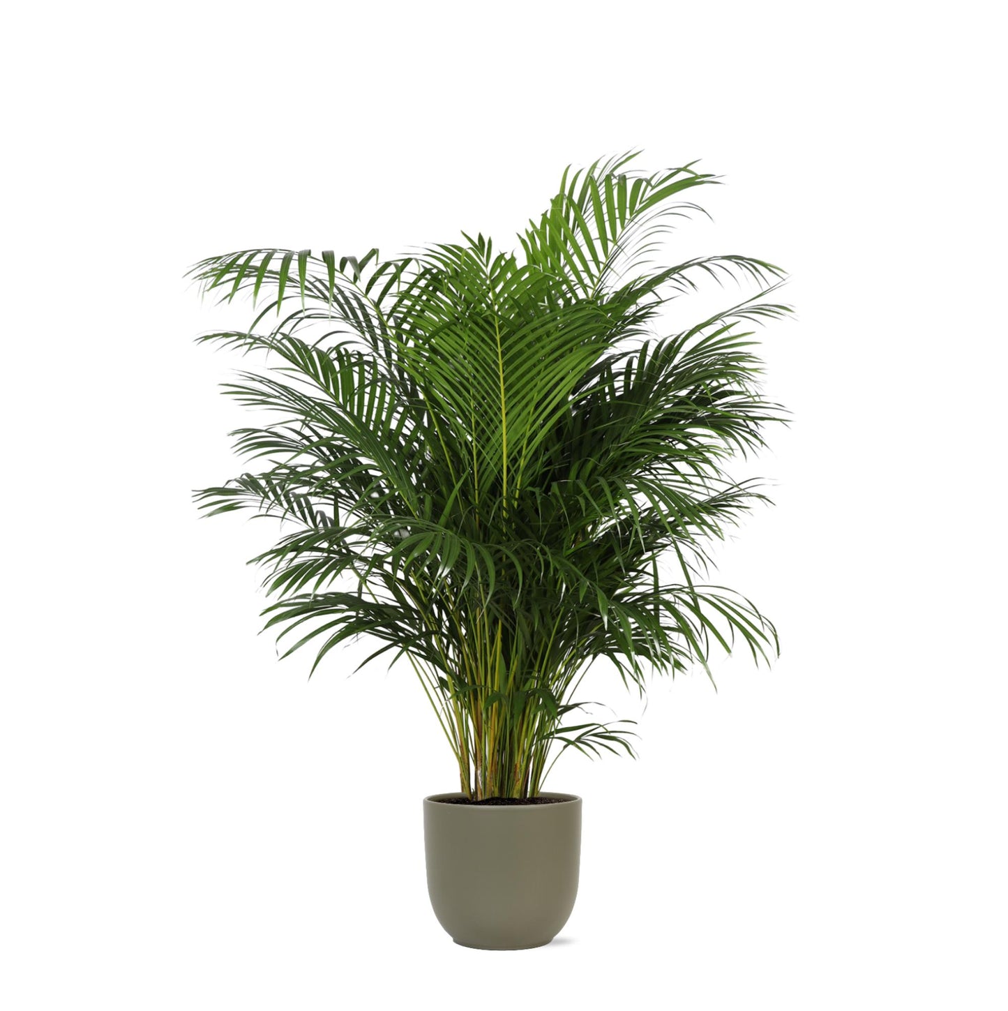 Dypsis Lutescens (Areca Palm) Ø27cm ↕160cm i Boule OLIVE potte