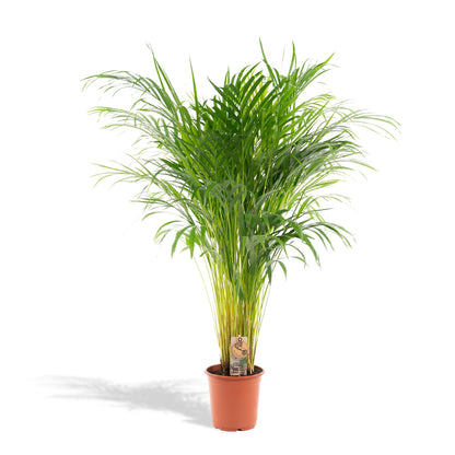 Areca palm - Ø21cm - ↕110cm