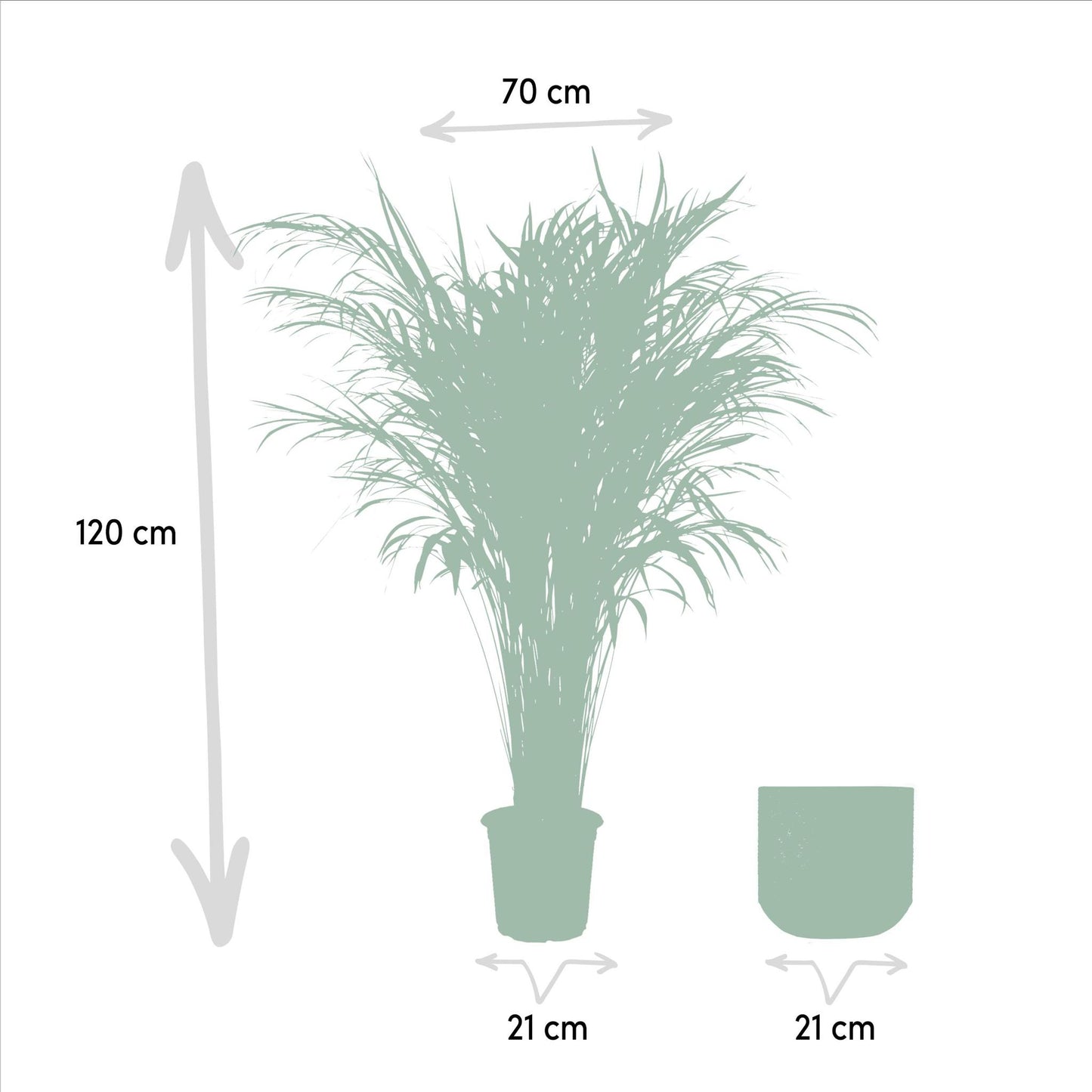 Areca palme med potte - ↨110cm - Ø21cm