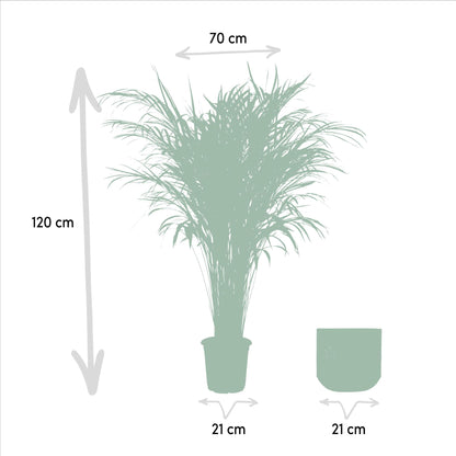 Areca palme med potte - ↨110cm - Ø21cm