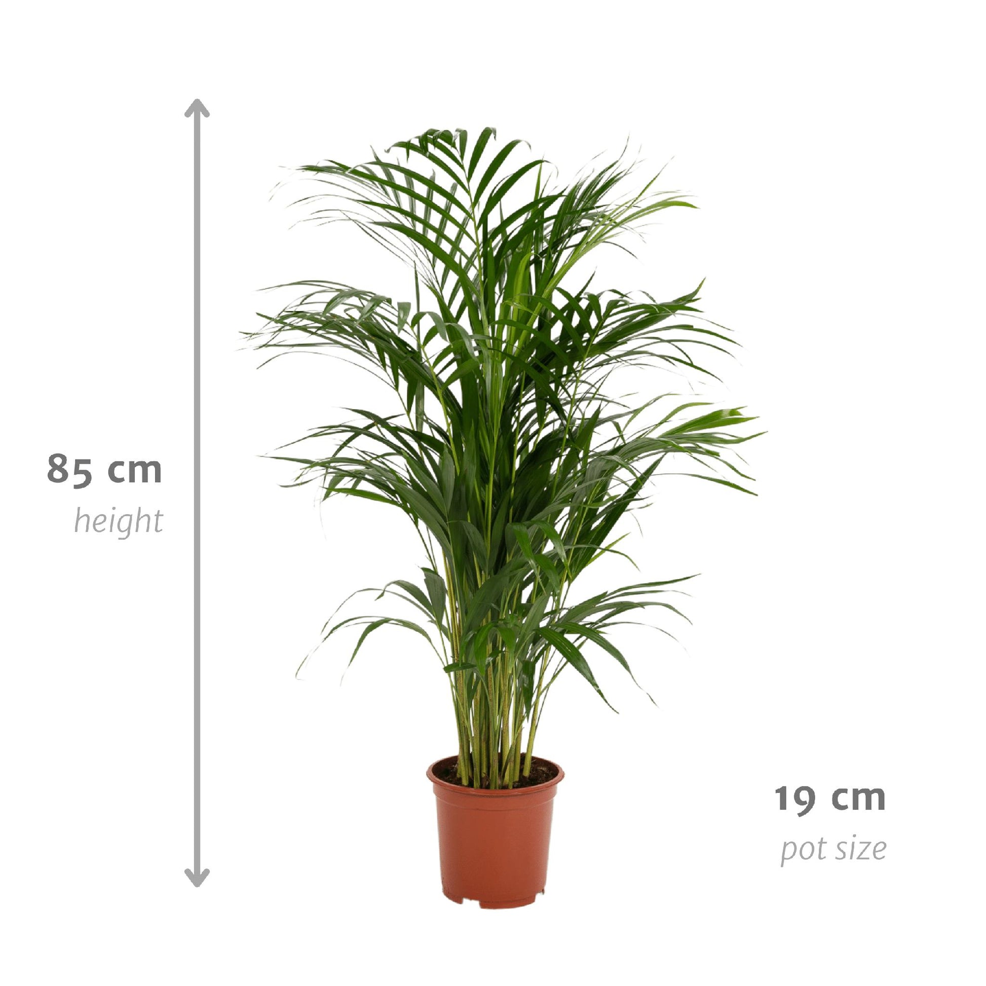 Areca-palmeplante | Areca palm | Plantepragt