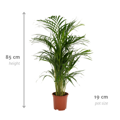 Areca-palmeplante | Areca palm | Plantepragt