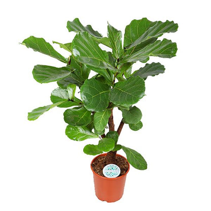 Ficus Lyrata (forgrenet) - Ø24cm - ↕110cm