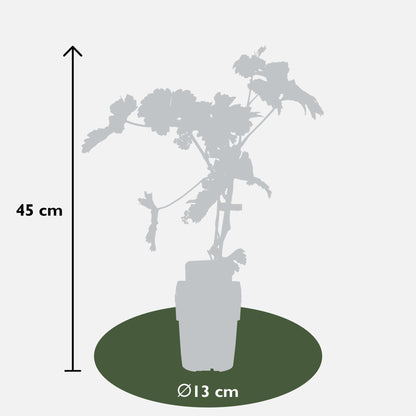 Vitis vinifera 'Johanniter' - ↨45cm - Ø13