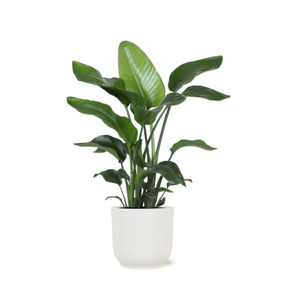 Strelitzia Nicolai - Ø21cm - ↕80cm i Vibes HVID potte