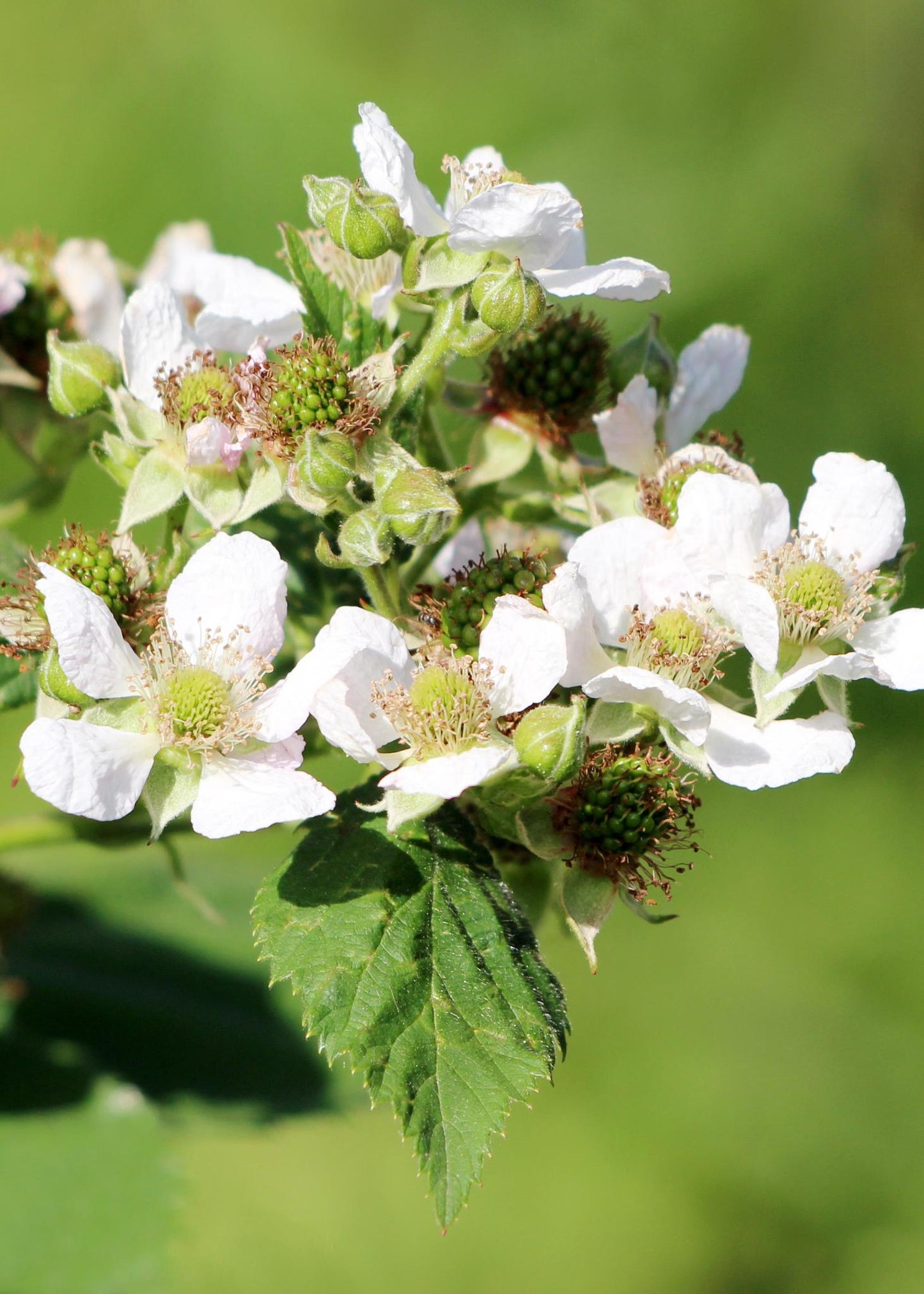 Rubus idaeus 'Malling Promise' - ↨45cm - Ø13