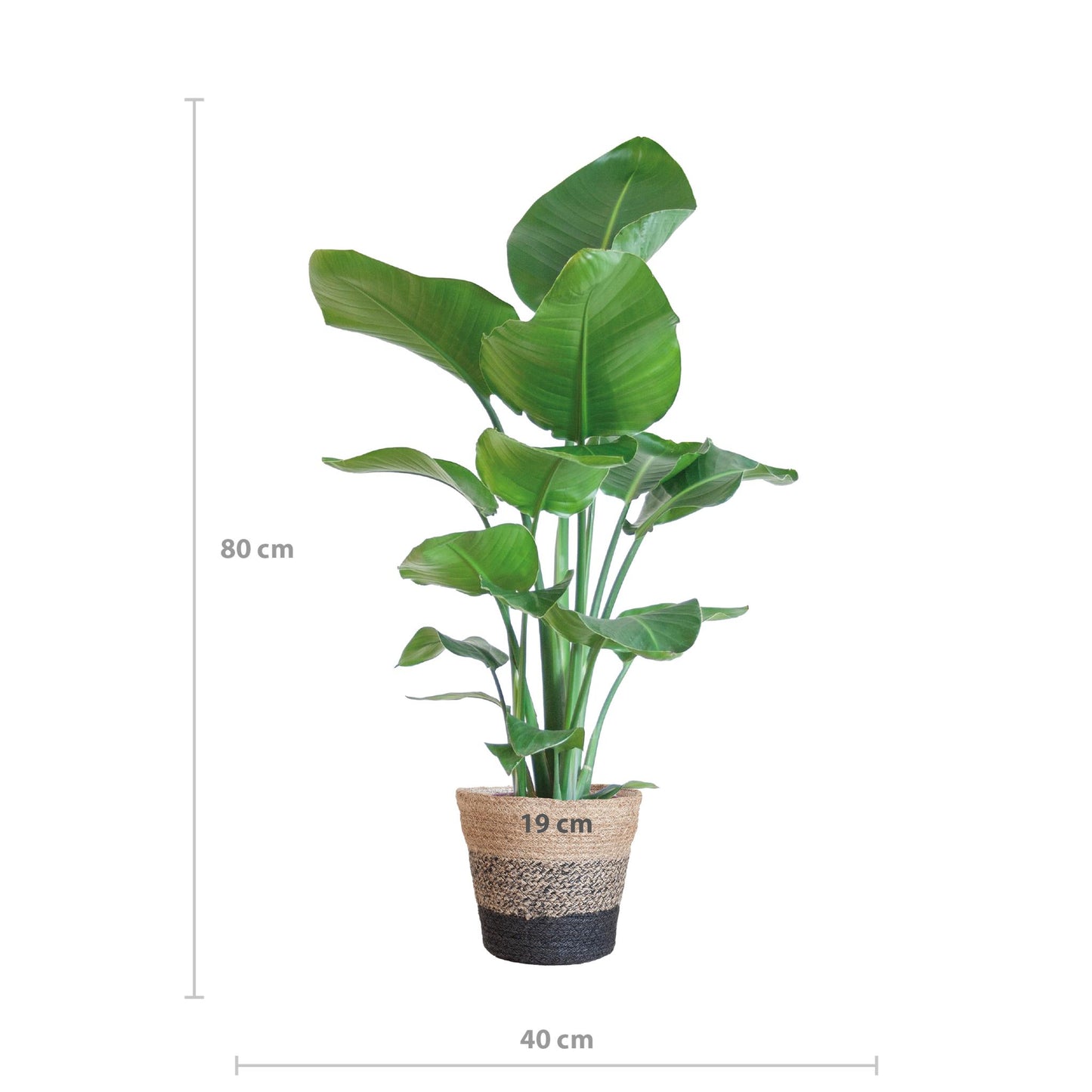 Strelitzia Nicolai med Lissabon kurv sort - 80cm - Ø19