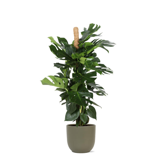 Monstera Deliciosa MOSSTICK Ø27cm ↕150cm i Boule OLIVE potte