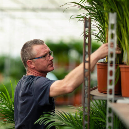 Areca palme med potte - ↨110cm - Ø21cm