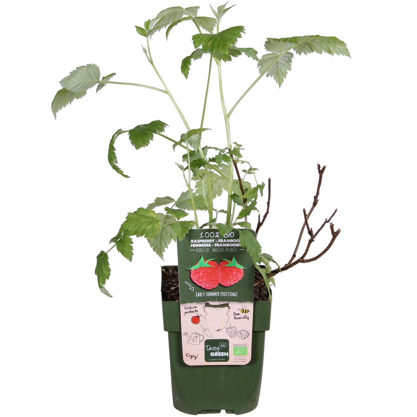 Rubus idaeus 'Malling Promise' - ↨45cm - Ø13