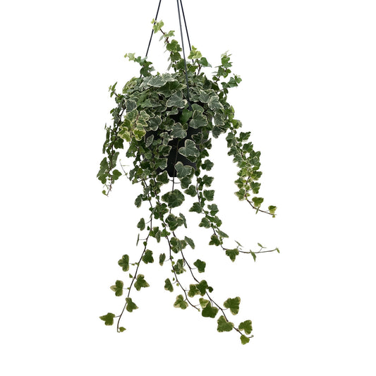 Hedera Helix White - Ø19cm - ↕cm