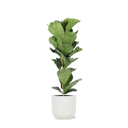 Ficus Lyrata - Ø21cm - ↕90cm i Vibes HVID potte