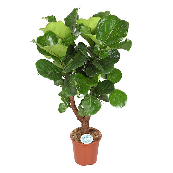 Ficus Lyrata (forgrenet) - Ø27cm - ↕140cm