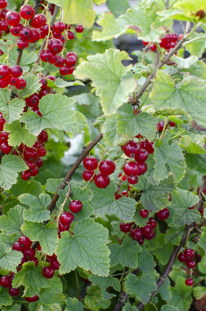 Ribes rubrum 'Jonkheer van Tets' - ↨45cm - Ø13