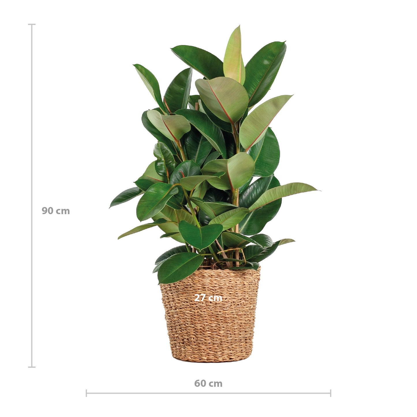 Ficus Elastica Robusta XL med kurv Torun - 90cm - Ø27