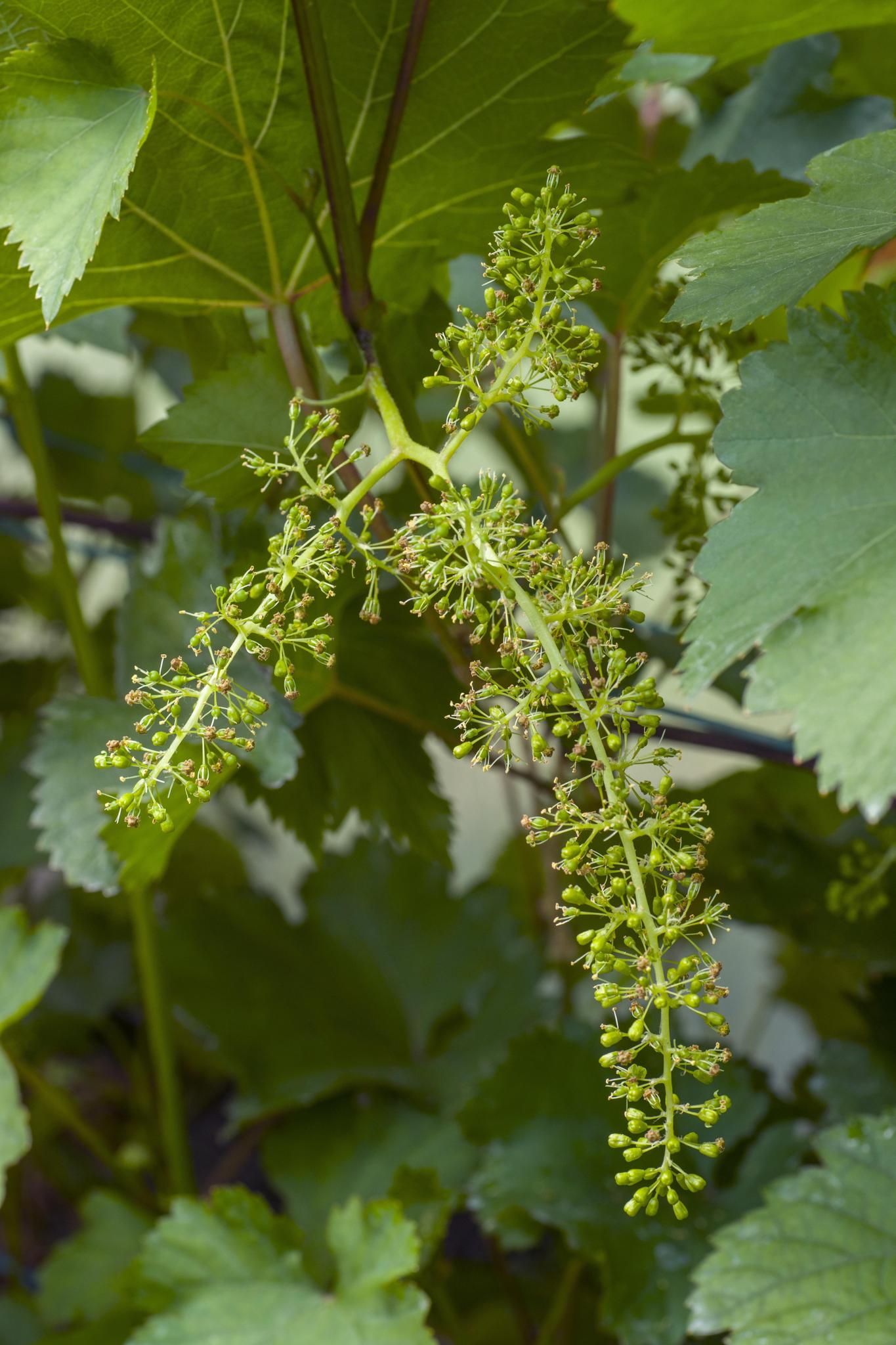 Vitis vinifera 'Johanniter' - ↨45cm - Ø13