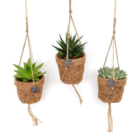 Kokopot String Succulent Mix - 3 stykker - Ø10cm - ↕15cm