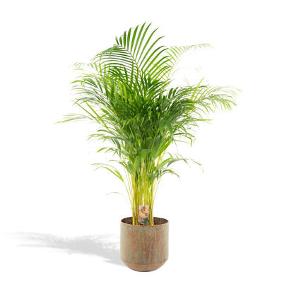 Areca palme med potte - ↨130cm - Ø24cm