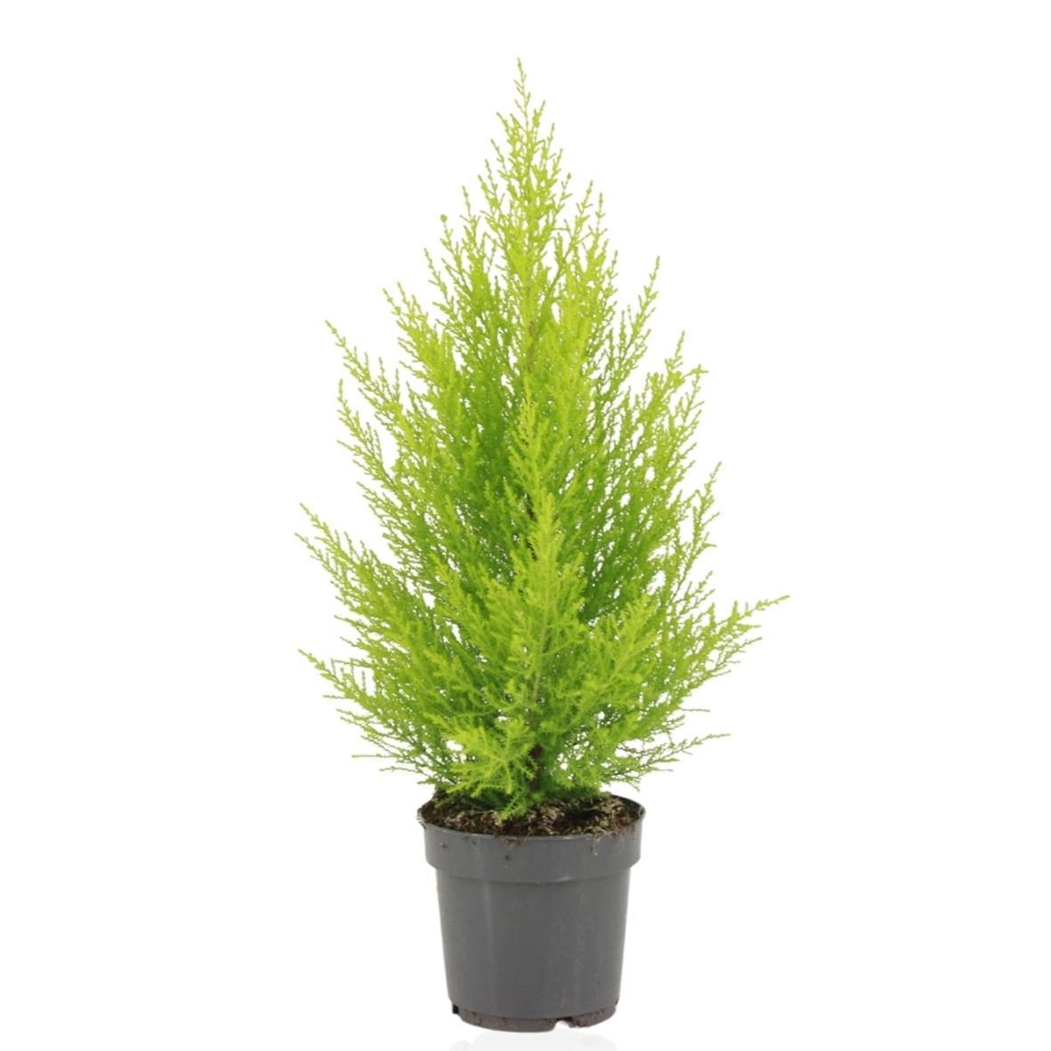 Cupressus Macrocarpa Goldcrest Wilma - Ø14cm - ↕55cm