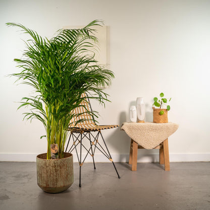 Areca palme med potte - ↨130cm - Ø24cm