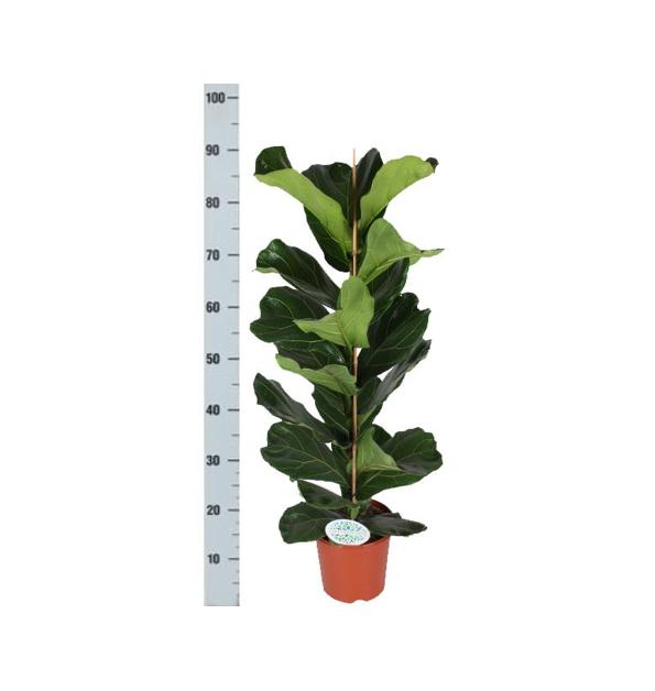 Ficus Lyrata - Ø21cm - ↕90cm i Vibes HVID potte