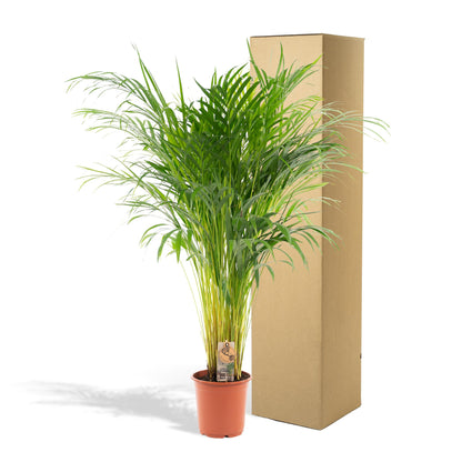 Areca palm - Ø21cm - ↕110cm