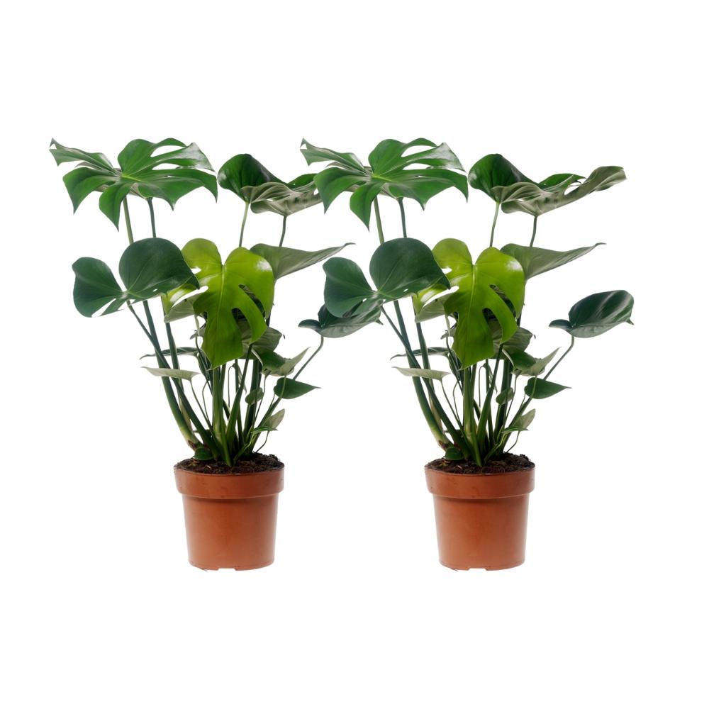 Monstera Deliciosa - 1+1 fri - Ø17cm - ↕55cm