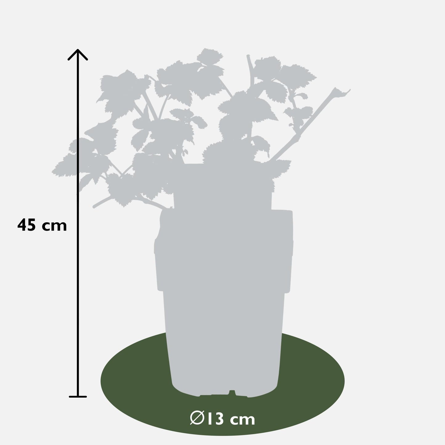 Rubus Lochness - ↨45cm - Ø13