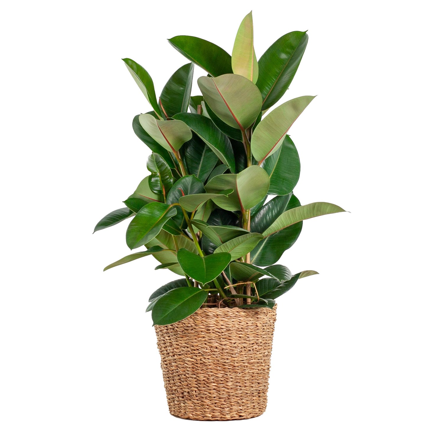 Ficus Elastica Robusta XL med kurv Torun - 90cm - Ø27