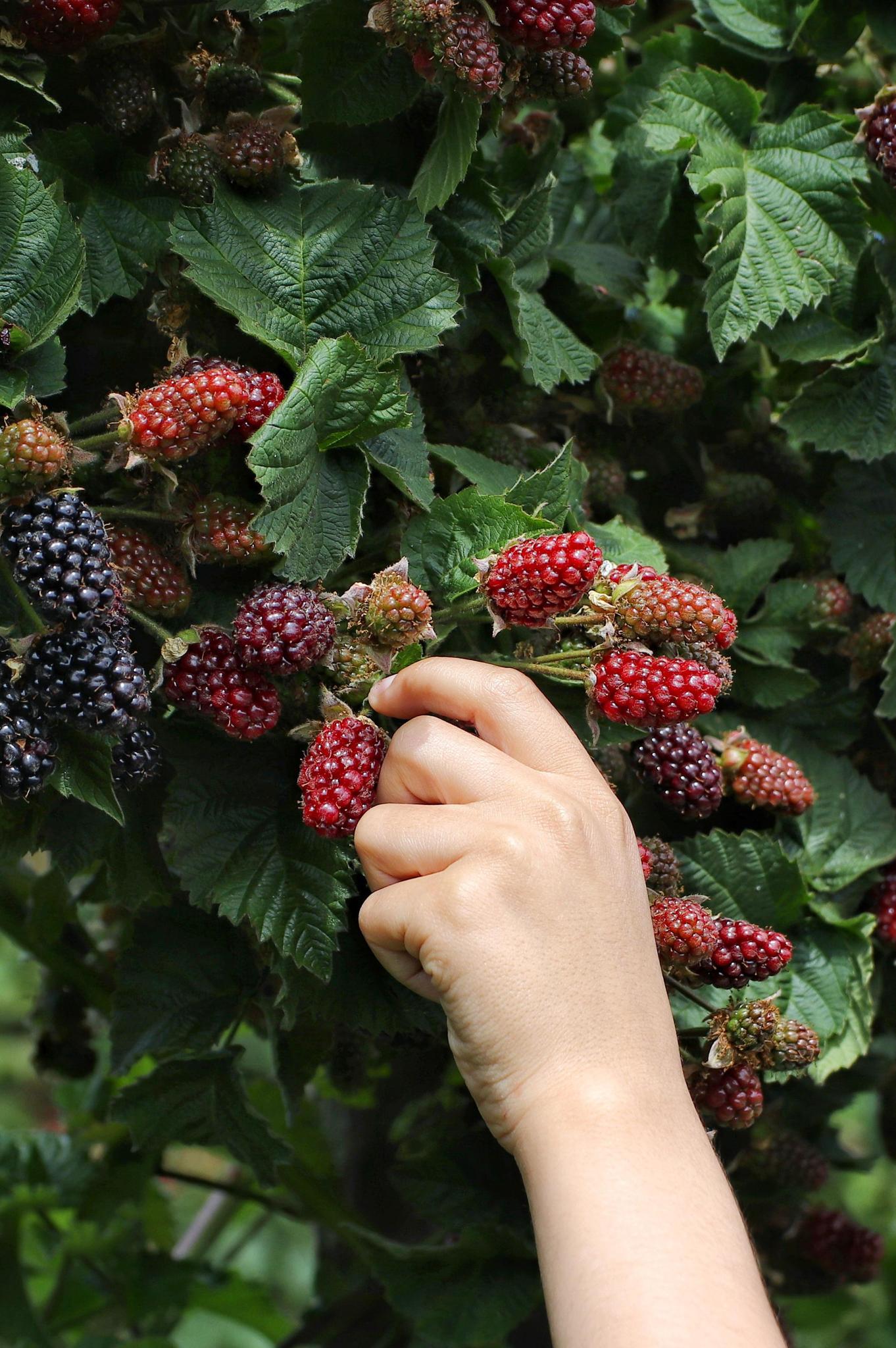 Rubus fruticosus 'Thornless Evergreen' - Thornless Blackberry